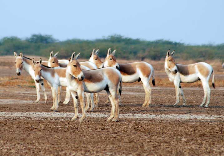 Wild-Ass-at-Bajana-Little-Rann-Of-Kutch